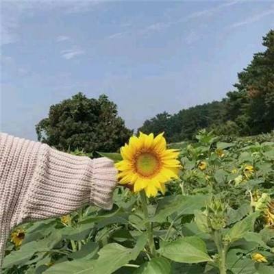 福建漳州老师宁夏海原种植中草药 助力农民增收